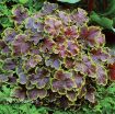 Picture of Heucherella 'Solar Eclipse' Foamy Bells - One Quart Pot