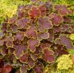 Picture of Heucherella 'Solar Eclipse' Foamy Bells - One Quart Pot