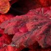 Picture of Heuchera 'Autumn Leaves' Coral Bells - One Quart Pot