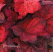 Picture of Heuchera 'Autumn Leaves' Coral Bells - One Quart Pot