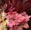 Picture of Heuchera 'Autumn Leaves' Coral Bells - One Quart Pot