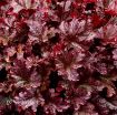 Picture of Heuchera 'BERRY MARMALADE™' Landscape Series Coral Bells - One Quart Pot