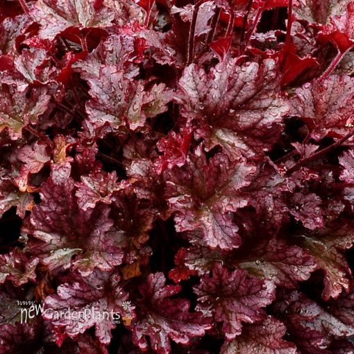 Picture of Heuchera 'BERRY MARMALADE™' Landscape Series Coral Bells - One Quart Pot