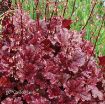 Picture of Heuchera 'BERRY MARMALADE™' Landscape Series Coral Bells - One Quart Pot
