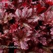 Picture of Heuchera 'BERRY MARMALADE™' Landscape Series Coral Bells - One Quart Pot