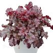 Picture of Heuchera 'BERRY MARMALADE™' Landscape Series Coral Bells - One Quart Pot