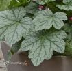 Picture of Heuchera 'Berry Timeless' Coral Bells - One Quart Pot