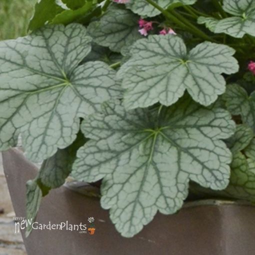 Picture of Heuchera 'Berry Timeless' Coral Bells - One Quart Pot