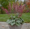 Picture of Heuchera 'Berry Timeless' Coral Bells - One Quart Pot
