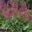 Picture of Heuchera 'Berry Timeless' Coral Bells - One Quart Pot