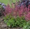 Picture of Heuchera 'Berry Timeless' Coral Bells - One Quart Pot