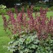 Picture of Heuchera 'Berry Timeless' Coral Bells - One Quart Pot
