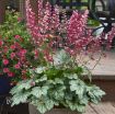 Picture of Heuchera 'Berry Timeless' Coral Bells - One Quart Pot