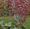 Picture of Heuchera 'Berry Timeless' Coral Bells - One Quart Pot