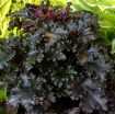 Picture of Heuchera 'Black Taffeta' ppaf Coral Bells - One Quart Pot