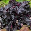 Picture of Heuchera 'Black Taffeta' ppaf Coral Bells - One Quart Pot