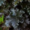 Picture of Heuchera 'Black Taffeta' ppaf Coral Bells - One Quart Pot
