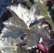 Picture of Heuchera 'Blackout' Coral Bells - One Quart Pot
