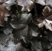 Picture of Heuchera 'Blackout' Coral Bells - One Quart Pot
