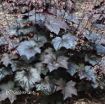 Picture of Heuchera 'Blackout' Coral Bells - One Quart Pot