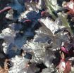 Picture of Heuchera 'Blackout' Coral Bells - One Quart Pot