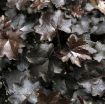 Picture of Heuchera 'Blackout' Coral Bells - One Quart Pot