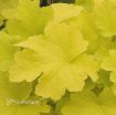 Picture of Heuchera 'Citronelle' Coral Bells - One Quart Pot