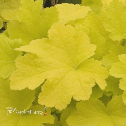 Picture of Heuchera 'Citronelle' Coral Bells - One Quart Pot