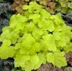 Picture of Heuchera 'Citronelle' Coral Bells - One Quart Pot