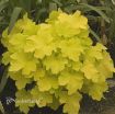 Picture of Heuchera 'Citronelle' Coral Bells - One Quart Pot