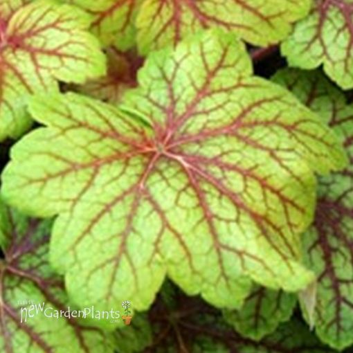 Picture of Heuchera 'Electra' Coral Bells - One Quart Pot