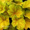 Picture of Heuchera 'Electra' Coral Bells - One Quart Pot