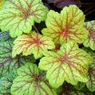 Picture of Heuchera 'Electra' Coral Bells - One Quart Pot