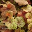 Picture of Heuchera 'Electra' Coral Bells - One Quart Pot
