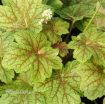 Picture of Heuchera 'Electra' Coral Bells - One Quart Pot