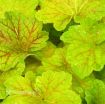 Picture of Heuchera 'Electra' Coral Bells - One Quart Pot