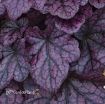 Picture of Heuchera 'Grape Expectations' Coral Bells - One Quart Pot