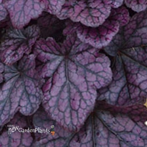 Picture of Heuchera 'Grape Expectations' Coral Bells - One Quart Pot
