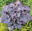 Picture of Heuchera 'Grape Expectations' Coral Bells - One Quart Pot