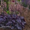 Picture of Heuchera 'Grape Expectations' Coral Bells - One Quart Pot
