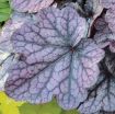 Picture of Heuchera 'Grape Expectations' Coral Bells - One Quart Pot