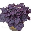 Picture of Heuchera 'Grape Expectations' Coral Bells - One Quart Pot