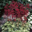 Picture of Heuchera 'Hercules' Coral Bells - One Quart Pot