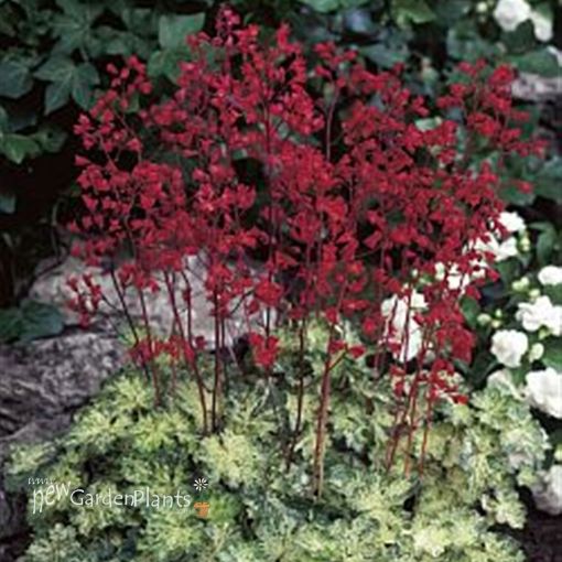 Picture of Heuchera 'Hercules' Coral Bells - One Quart Pot