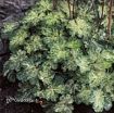 Picture of Heuchera 'Hercules' Coral Bells - One Quart Pot