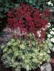 Picture of Heuchera 'Hercules' Coral Bells - One Quart Pot