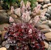 Picture of Heuchera ‘Ruby Tuesday’ Coral Bells - One Quart Pot