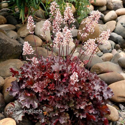 Picture of Heuchera ‘Ruby Tuesday’ Coral Bells - One Quart Pot
