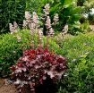 Picture of Heuchera ‘Ruby Tuesday’ Coral Bells - One Quart Pot