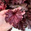 Picture of Heuchera ‘Ruby Tuesday’ Coral Bells - One Quart Pot